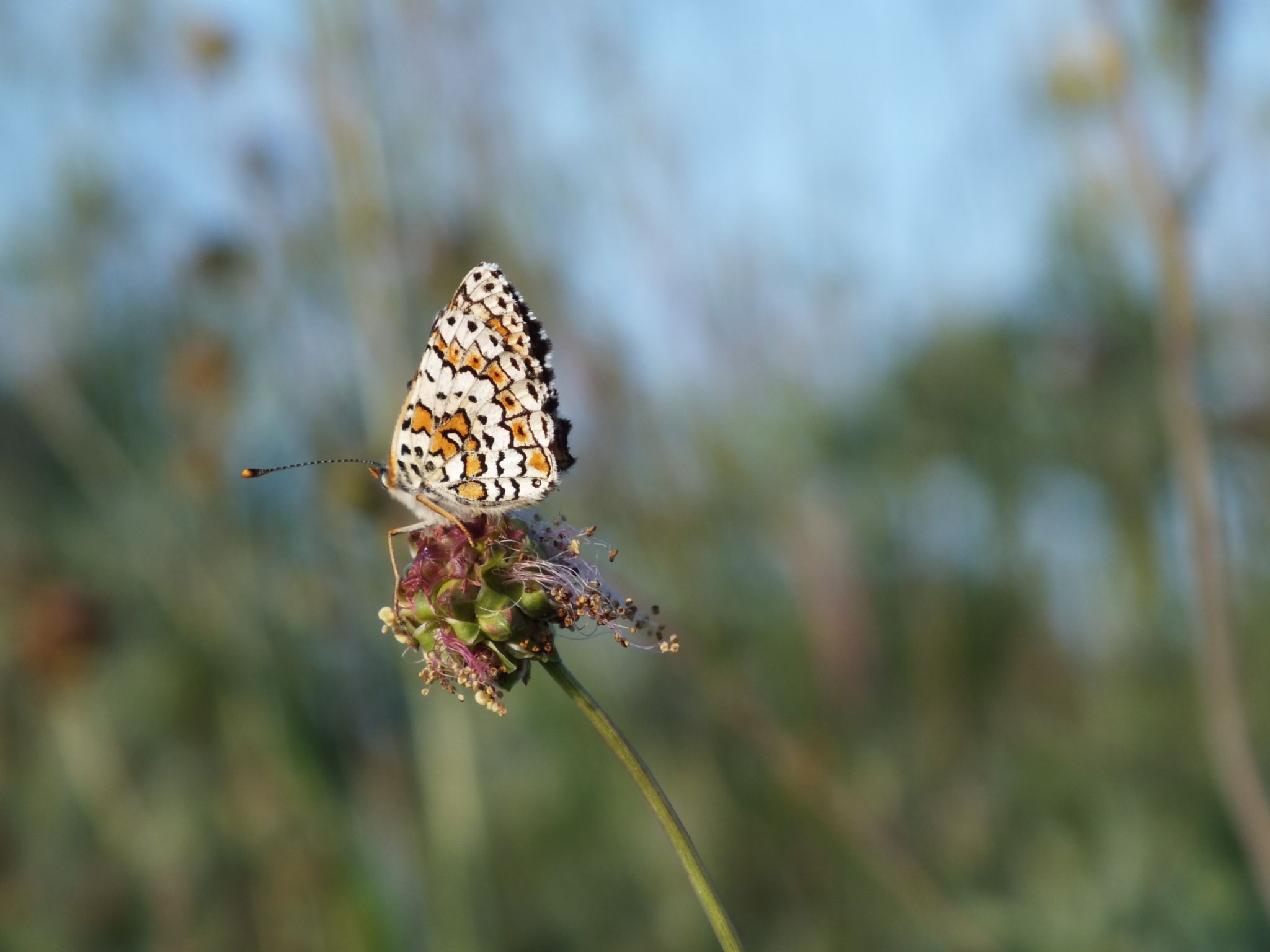 İparhan - Glanville fritillary - Melitaea cinxia